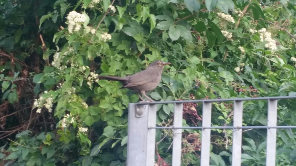 Merlo (Turdus merula), femmina